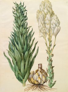 来自专辑Gottorfer Codex的Lilium candidum monstrosum，c.1650（羊皮纸上的水粉）