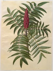 来自专辑Gottorfer Codex的Rhus typhina，c.1650（羊皮纸上的水粉）