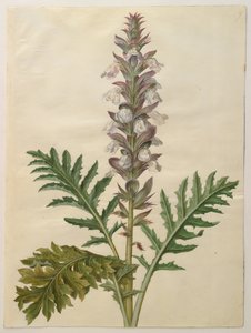 鹅掌楸 作者 汉斯-西蒙·霍尔茨贝克