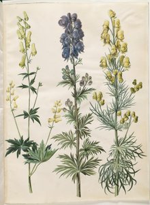 Aconitum lycoctonum（北欧狼毒）；Aconitum napellus（真狼毒）；Aconitum anthora（细叶狼毒） 作者 玛丽亚·西比拉·梅里安