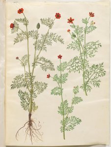 Adonis annua（秋金鱼）；Adonis aestivalis（夏金鱼） 作者 玛丽亚·西比拉·梅里安