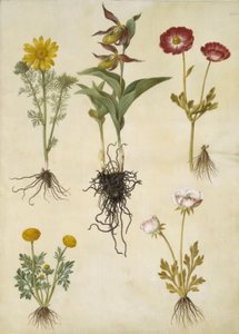 Adonis vernalis (vår-adonis); Cypripedium calceolus (stor fruesko); Ranunculus asiaticus (have-ranunkel); Ranunculus (art af ranunkel) 作者 玛丽亚·西比拉·梅里安