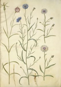 牛蒡；矢车菊 作者 玛丽亚·西比拉·梅里安