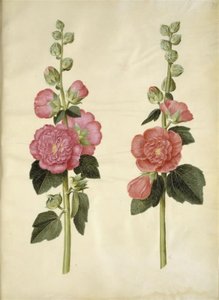 菺 作者 汉斯-西蒙·霍尔茨贝克