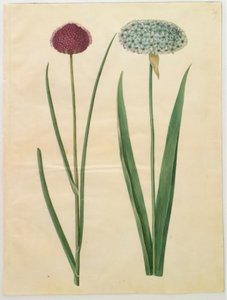 地中海观赏葱（Allium sphaerocephalon）；黑葱（Allium nigrum） 作者 玛丽亚·西比拉·梅里安