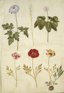 亚平宁海葵；Tiarella cordifolia（普通泡沫花）；Anemone trifolia（三重海葵）；Ranunculus asiaticus（花园毛茛 作者 玛丽亚·西比拉·梅里安