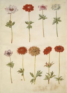Anemone coronaria (French anemone); Anemone ×fulgens (shining anemone) 作者 玛丽亚·西比拉·梅里安