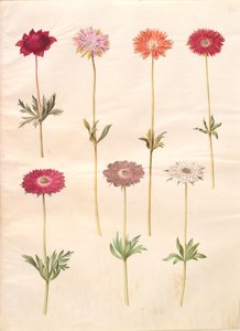 Anemone coronaria (French anemone); Anemone ×fulgens (shining anemone) 作者 玛丽亚·西比拉·梅里安