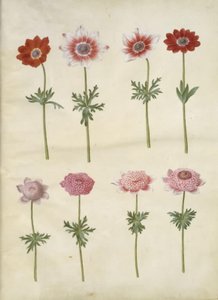 Anemone coronaria L.（法国海葵）；Anemone pavonina（孔雀海葵） 作者 玛丽亚·西比拉·梅里安
