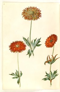 Anemone ×fulgens （闪亮海葵） 作者 玛丽亚·西比拉·梅里安