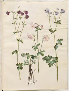 耧斗菜 作者 玛丽亚·西比拉·梅里安