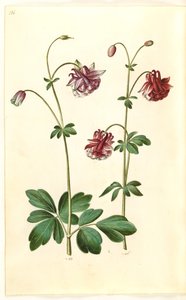 耧斗菜 作者 玛丽亚·西比拉·梅里安
