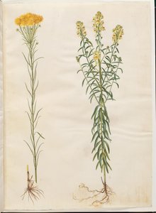 Aster linosyris（金毛翠菊）；Linaria vulgaris（普通鳕鱼嘴） 作者 玛丽亚·西比拉·梅里安