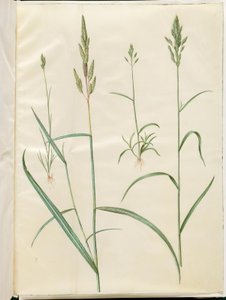 Bromus hordeaceus（软鹭）；Phalaris arundinacea（条纹草） 作者 玛丽亚·西比拉·梅里安