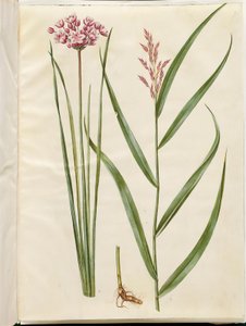 Butomus umbellatus（新娘蜡烛）；Phragmites australis（普通芦苇） 作者 玛丽亚·西比拉·梅里安