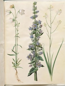 金钟罩（窄叶金钟罩）；金字塔金钟罩（金字塔金钟罩）；分枝蜘蛛草（分枝蜘蛛草） 作者 玛丽亚·西比拉·梅里安
