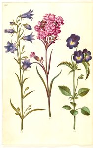 Campanula rotundifolia（小铃铛）；Silene viscaria（普通芋草）；Viola tricolor（普通三色堇） 作者 玛丽亚·西比拉·梅里安