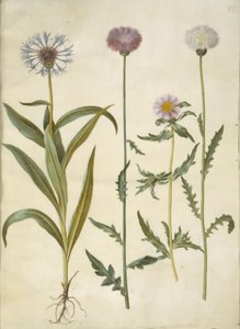 矢车菊(bjerg-knopurt); Amberboa moschata (duft-sultan) 作者 玛丽亚·西比拉·梅里安