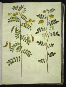 普通膀胱草（Colutea arborescens）；灌木马蹄草（Hippocrepis emerus） 作者 玛丽亚·西比拉·梅里安