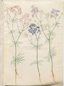 玉米飞燕草 作者 玛丽亚·西比拉·梅里安