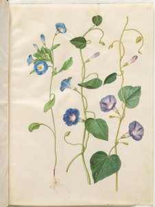 Convolvulus tricolor（处女裙）；Ipomoea purpurea（紫色蕨类植物） 作者 玛丽亚·西比拉·梅里安