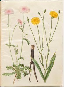 Crepis rubra（红鹰嘴豆）；Scorzonera hispanica（花园蝎尾草） 作者 玛丽亚·西比拉·梅里安