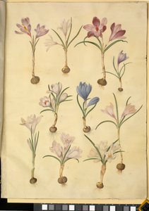 野生番红花 作者 汉斯-西蒙·霍尔茨贝克