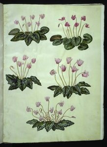 Cyclamen purpurascens（真正的高山紫罗兰）； Cyclamen hederifolium（常春藤叶高山紫罗兰） 作者 玛丽亚·西比拉·梅里安