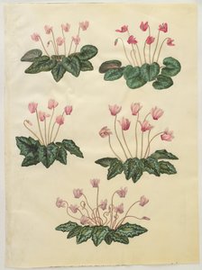 Cyclamen purpurascens; Cyclamen hederifolium 作者 汉斯-西蒙·霍尔茨贝克