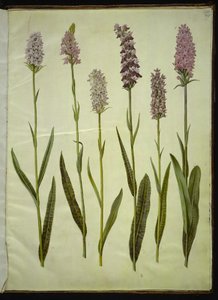Dactylorhiza maculata (Spotted Cuckoowort) 布袋莲 作者 玛丽亚·西比拉·梅里安