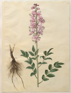 丹麦语: Dictamnus albus (white dictam) Dictamnus albus 作者 汉斯-西蒙·霍尔茨贝克