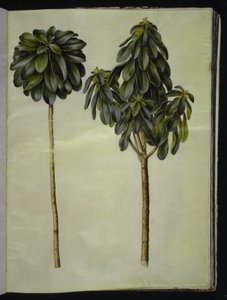 月桂树 作者 玛丽亚·西比拉·梅里安