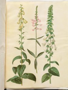 大花洋地黄（大花凤仙花）；Physostegia virginiana（蟹爪兰）；紫洋地黄（普通凤仙花） 作者 汉斯-西蒙·霍尔茨贝克