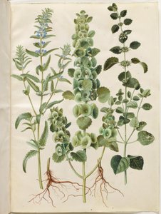 摩尔达维亚龙头草（Dracocephalum moldavica）；多刺漏斗草（Moluccella spinosa）；柠檬香蜂草（Melissa officinalis） 作者 玛丽亚·西比拉·梅里安