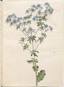 芫茜 作者 玛丽亚·西比拉·梅里安