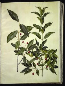 Euonymus latifolius（阔叶黄连木）；Euonymus europaeus（普通黄连木） 作者 玛丽亚·西比拉·梅里安