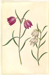 鸢尾花 作者 玛丽亚·西比拉·梅里安