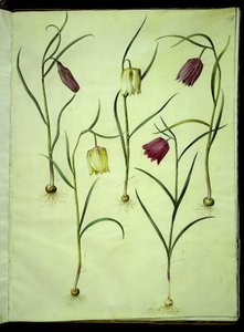 鸢尾花 作者 玛丽亚·西比拉·梅里安