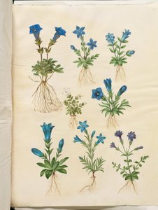 Gentiana acaulis (无茎龙胆); Gentiana verna (春龙胆); Gentiana acaulis (无茎龙胆); Gentiana (龙胆的种类) 作者 玛丽亚·西比拉·梅里安