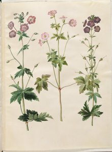 老鹳草（波冠老鹳草）；老鹳草（网纹老鹳草） 作者 玛丽亚·西比拉·梅里安