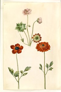 Geranium sanguineum striatum（条纹鹤望兰）；Ranunculus asiaticus（花园毛茛） 作者 玛丽亚·西比拉·梅里安