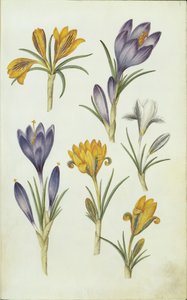 德语: Krokusse 作者 汉斯-西蒙·霍尔茨贝克