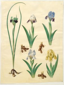 Hermodactylus tuberosus（隐士之指）；Iris pumila（低鸢尾）或 Iris lutescens（矮鸢尾）。 作者 玛丽亚·西比拉·梅里安