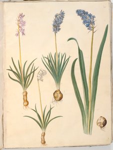 Hyacinthoides non-scripta （普通花冠）； Hyacinthoides hispanica （西班牙花冠） 作者 玛丽亚·西比拉·梅里安