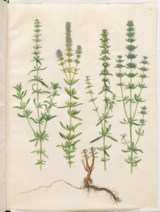 牛膝草 作者 汉斯-西蒙·霍尔茨贝克