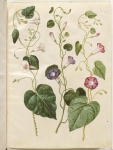 紫花苕 作者 Hans Simon Holtzbecker