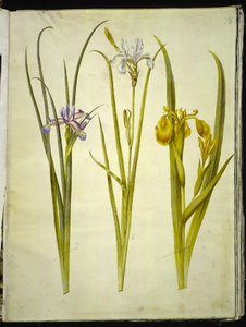 鸢尾græsbladet;鸢尾sibirica（sibirisk鸢尾）;鸢尾pseudacorus（咕噜鸢尾 作者 玛丽亚·西比拉·梅里安