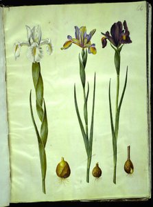英国鸢尾（Iris latifolia）；西班牙鸢尾（Iris xiphium） 作者 玛丽亚·西比拉·梅里安