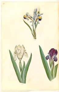波斯鸢尾（波斯鸢尾）；鲁特森鸢尾或普米拉鸢尾（？ 作者 玛丽亚·西比拉·梅里安