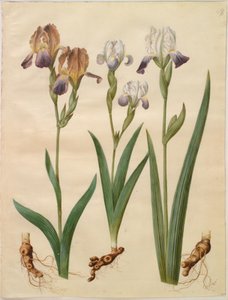 鸢尾花 ×sambucina (hylde-iris); 鸢尾花 ×amoena (hybrid iris) 作者 玛丽亚·西比拉·梅里安